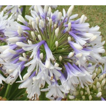 AGAPANTHUS UMBELLATUS QUEEN MUM - 4004-