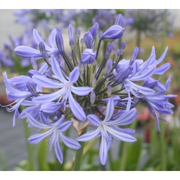 AGAPANTHUS VALLÉE DE L'AUTHION - 4060-