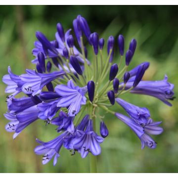 AGAPANTHUS VALLÉE DE LA LOIRE - 4062-