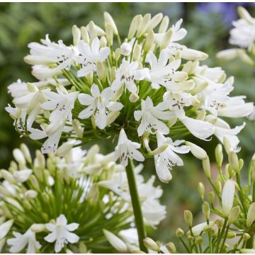 AGAPANTHUS VALLÉE DE LA SARTRE - 4061-