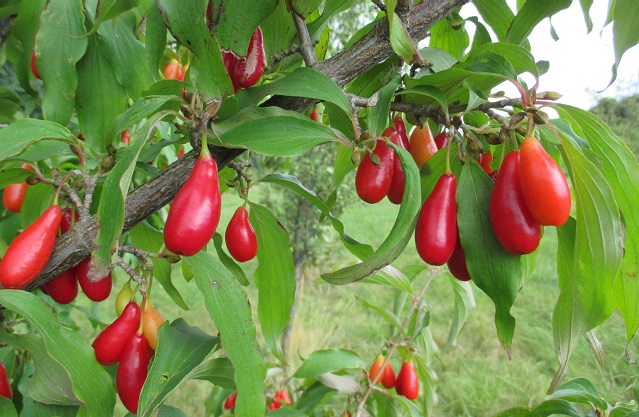 Cornioli