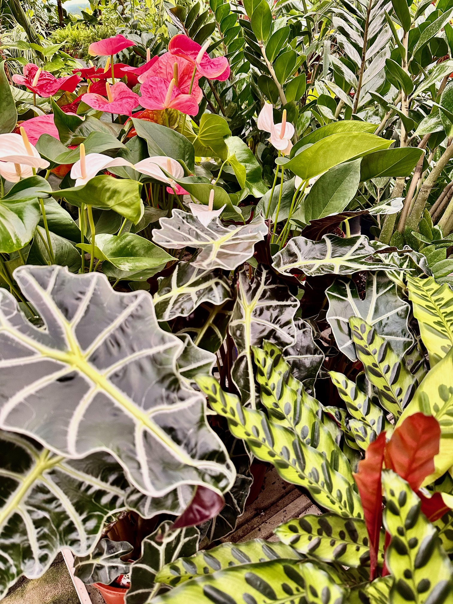 Piante da interno