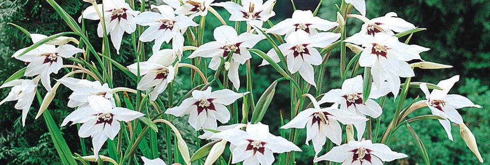 Acidanthera