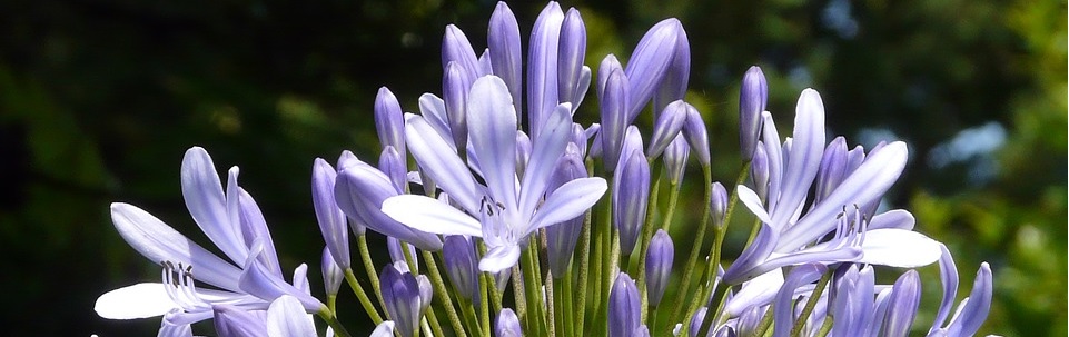 Agapanthus