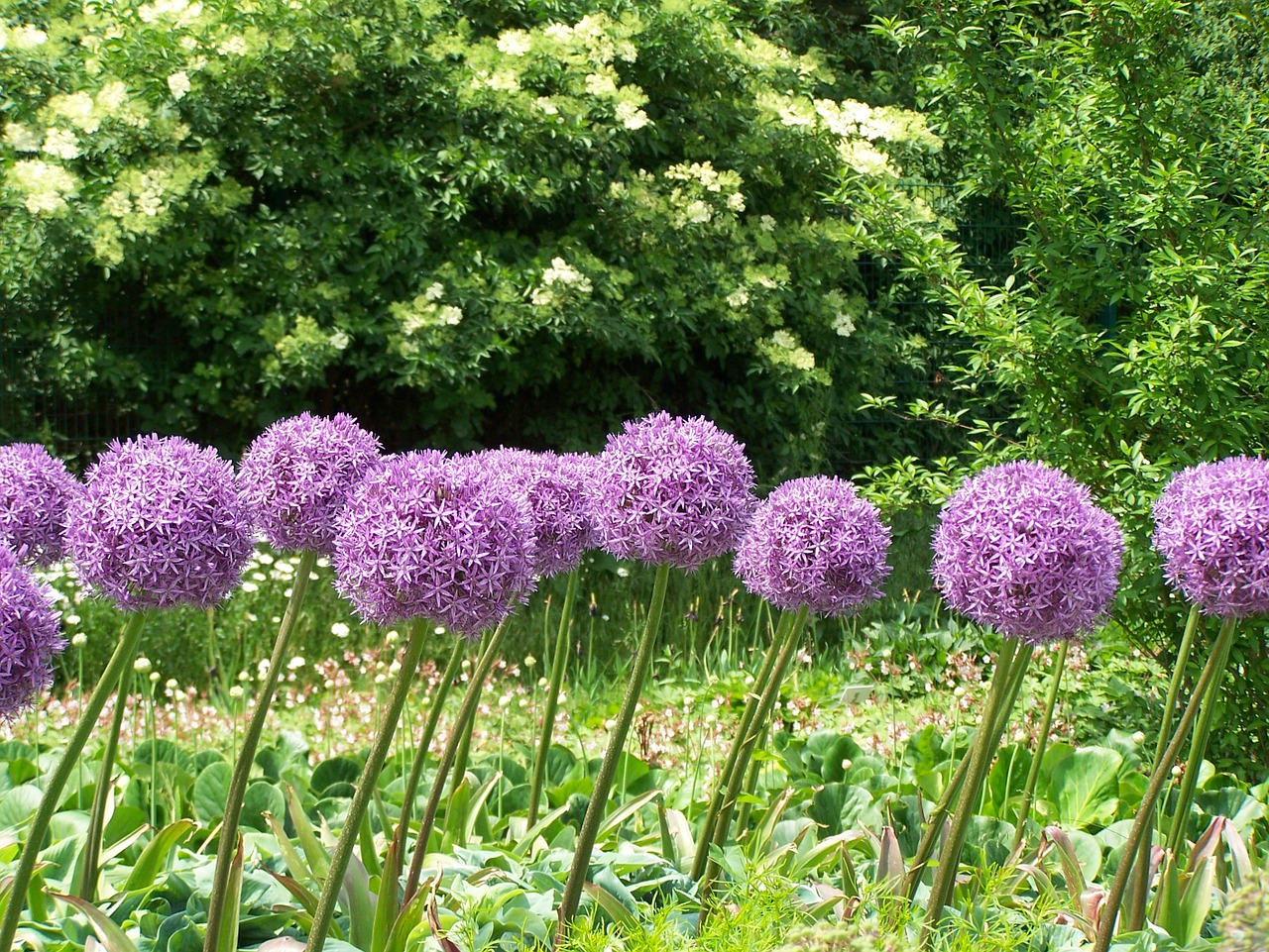 Allium Allium
