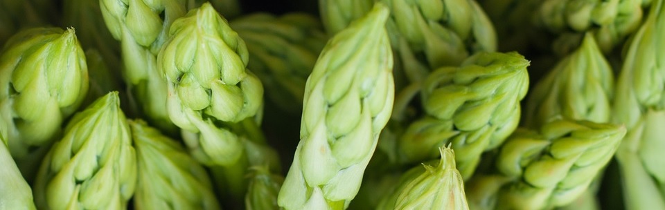 Asparagi