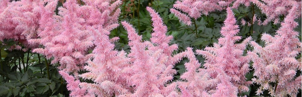 Astilbe
