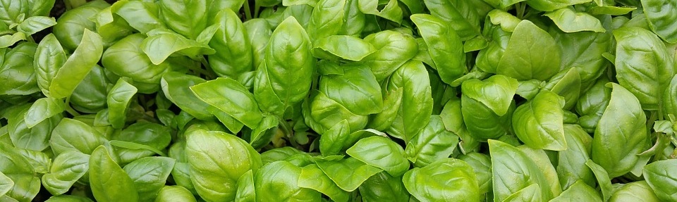 Basilici Basilici