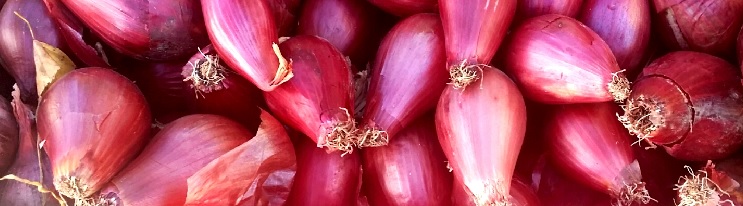 Cipolle Cipolle