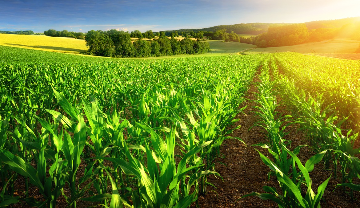 Fertilizzanti e Concimi Fertilizzanti e Concimi