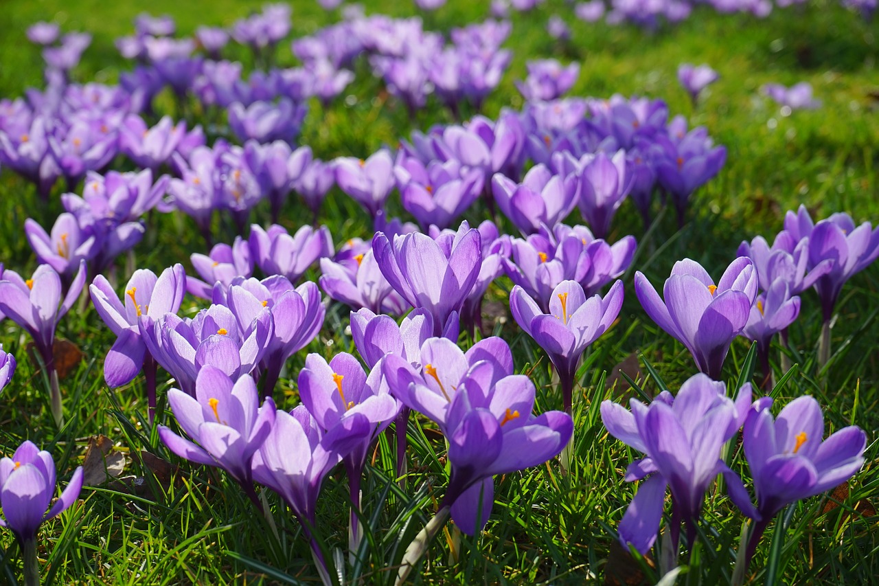Crocus Crocus