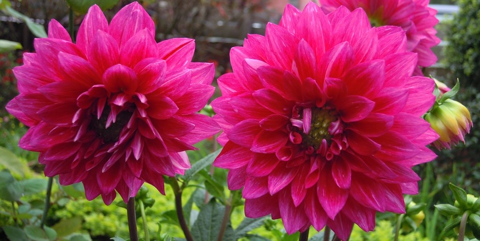 Dahlie decorative