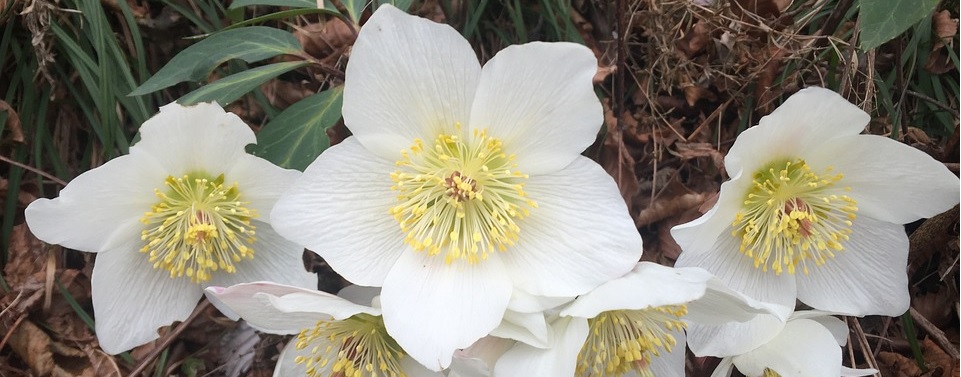 Hellebores