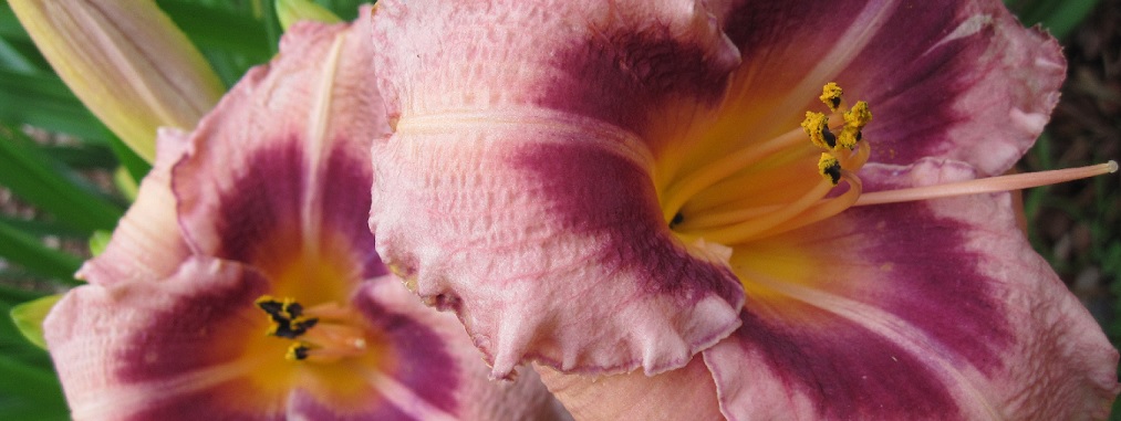Emerocallidi
