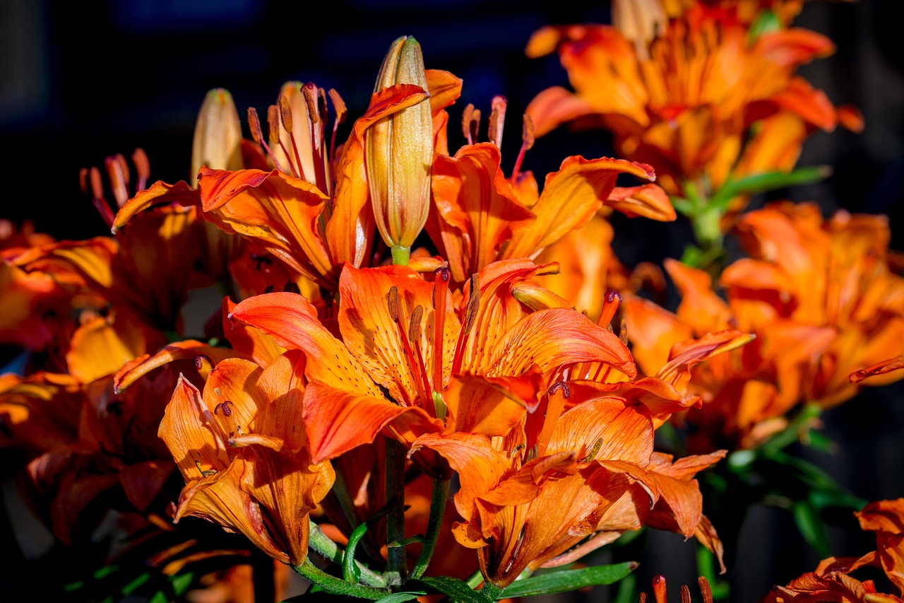 Lilium Lilium