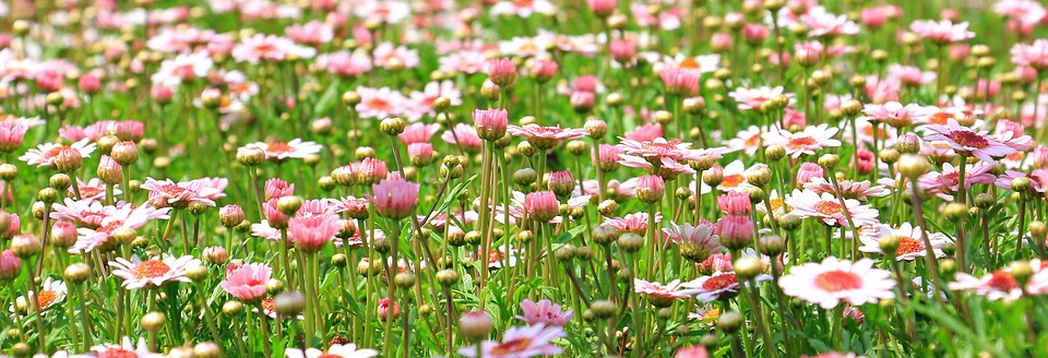 Miscugli per prati fioriti Miscugli per prati fioriti