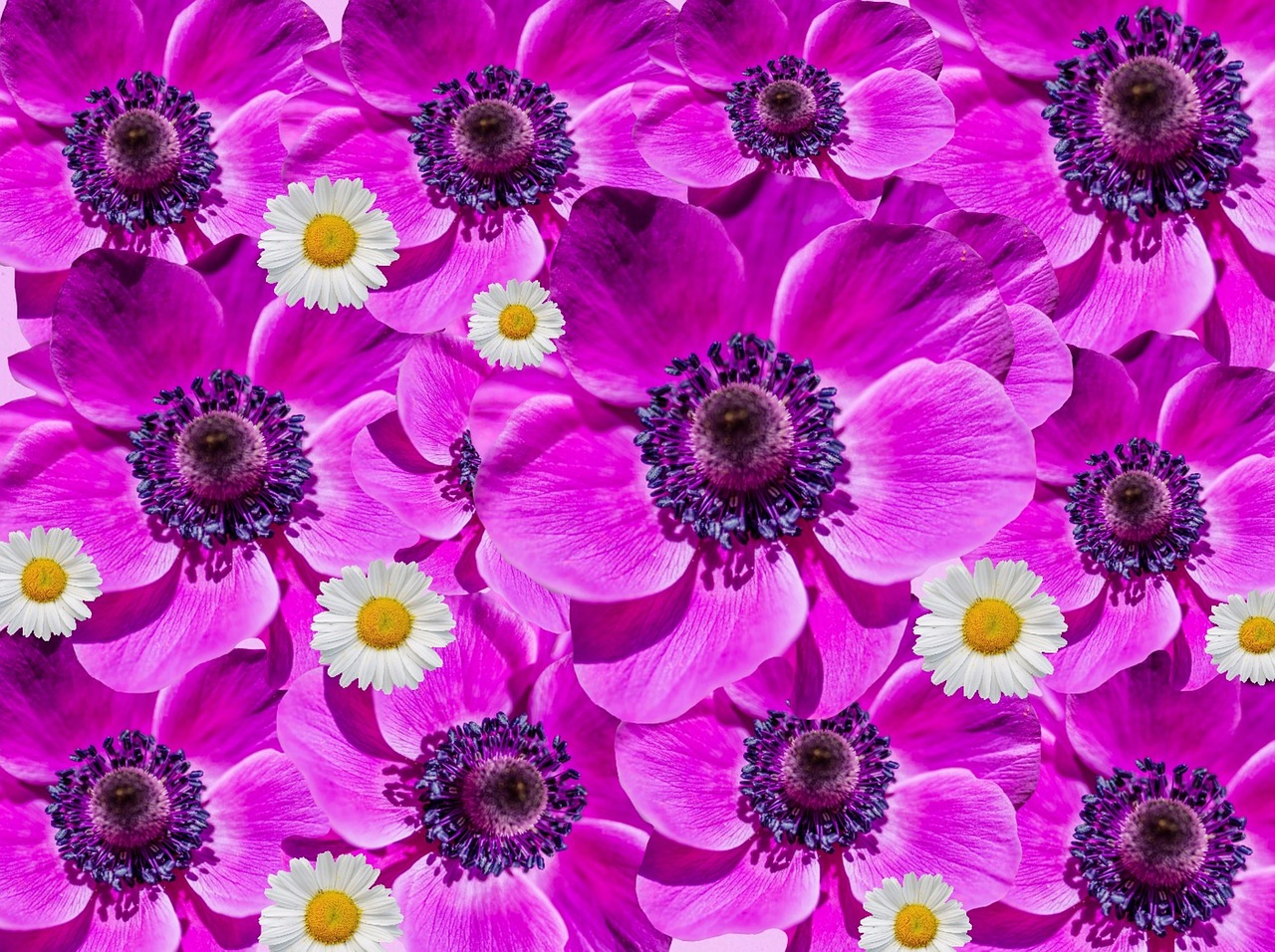 Anemoni Anemoni