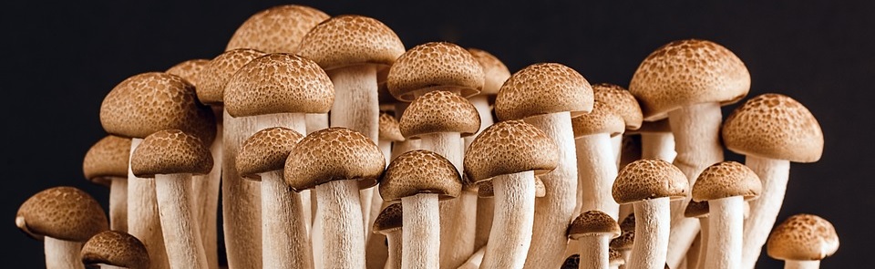 Funghi e miceli