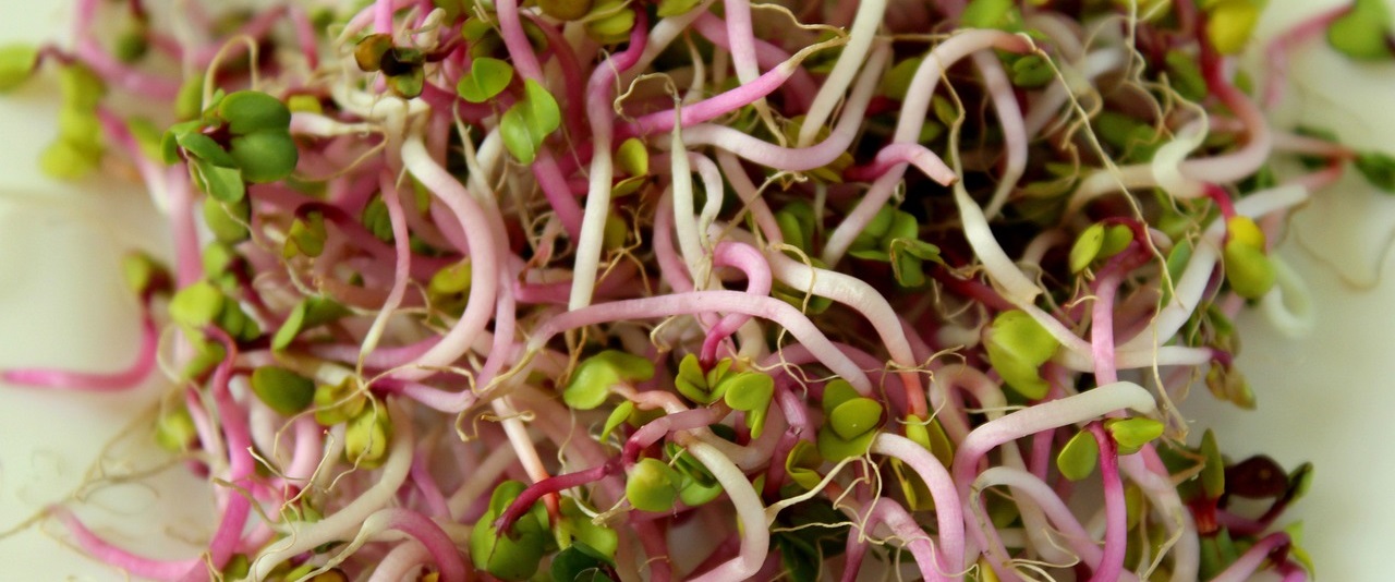 Sprouts
