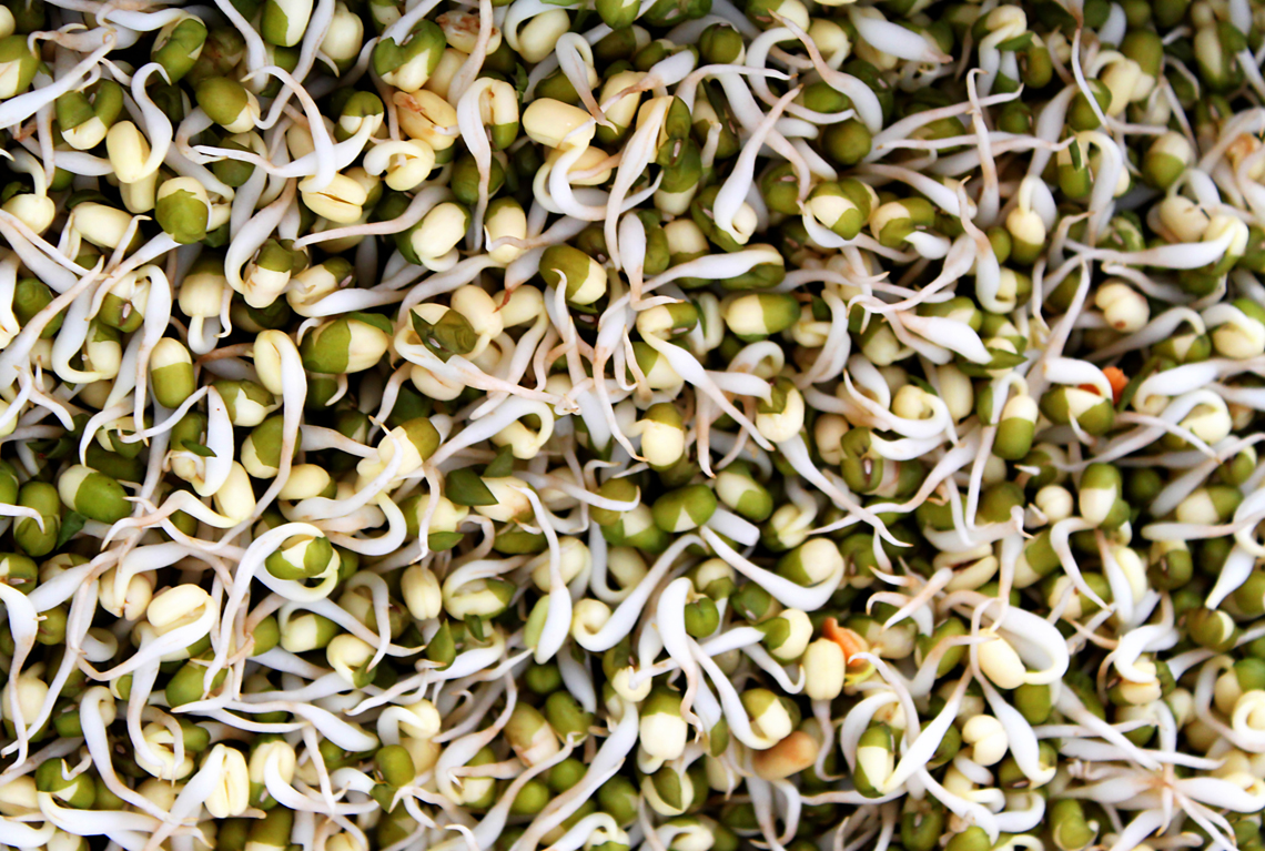 Organic Seeds and sprouts Organic Seeds and sprouts