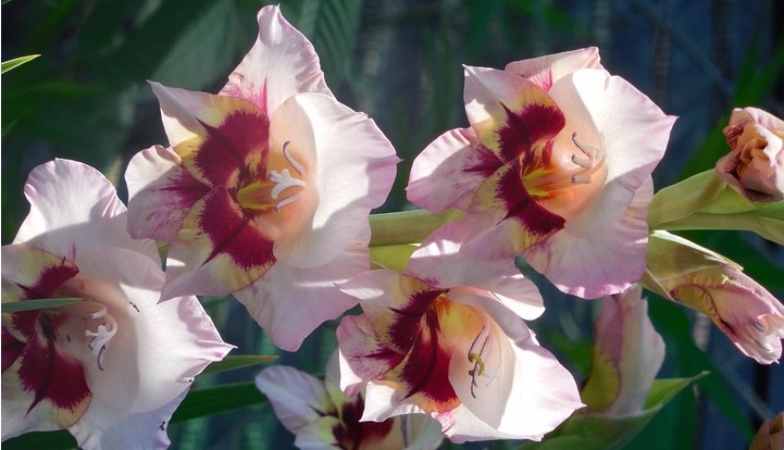 Gladioli