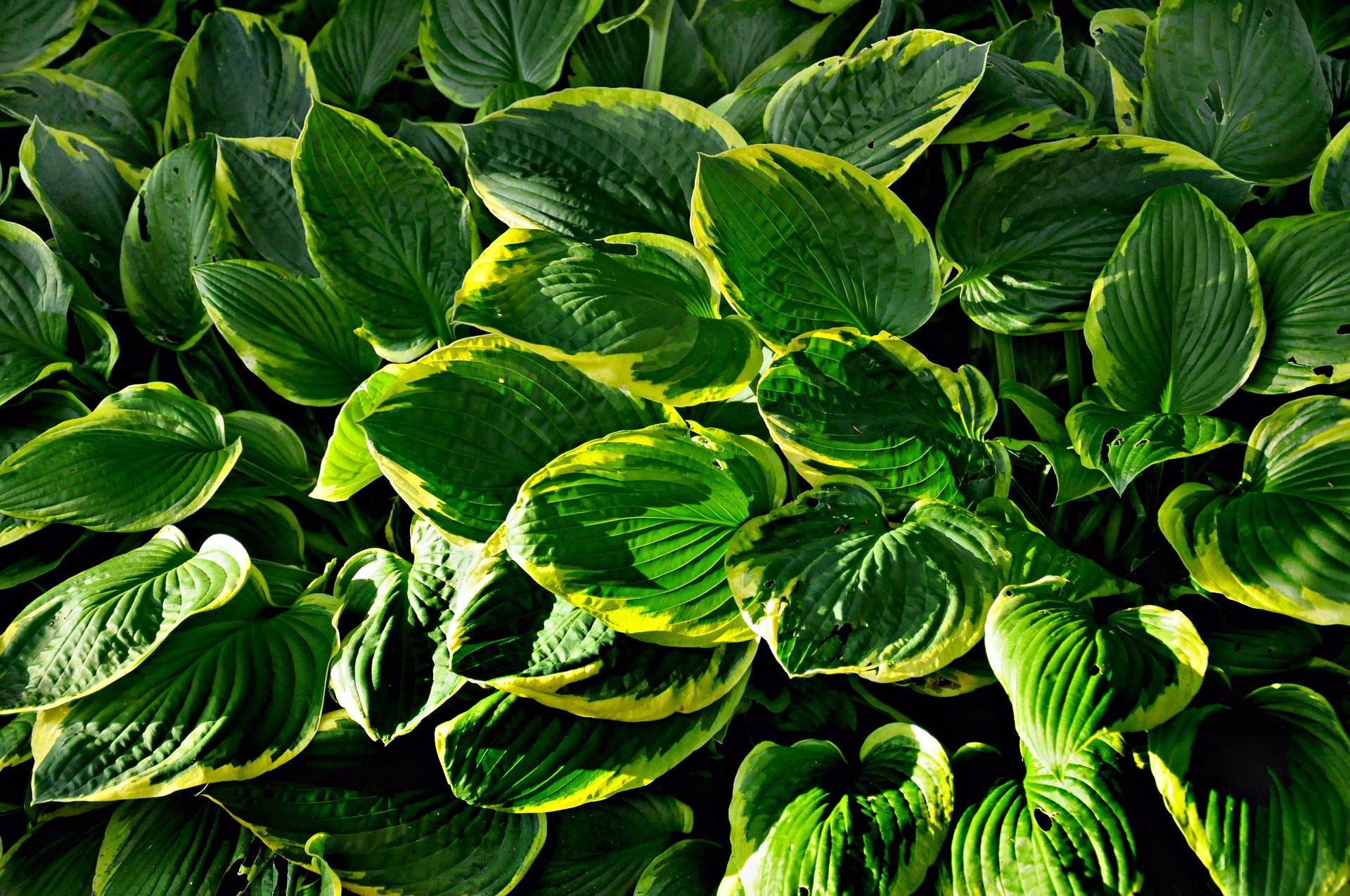 Hosta