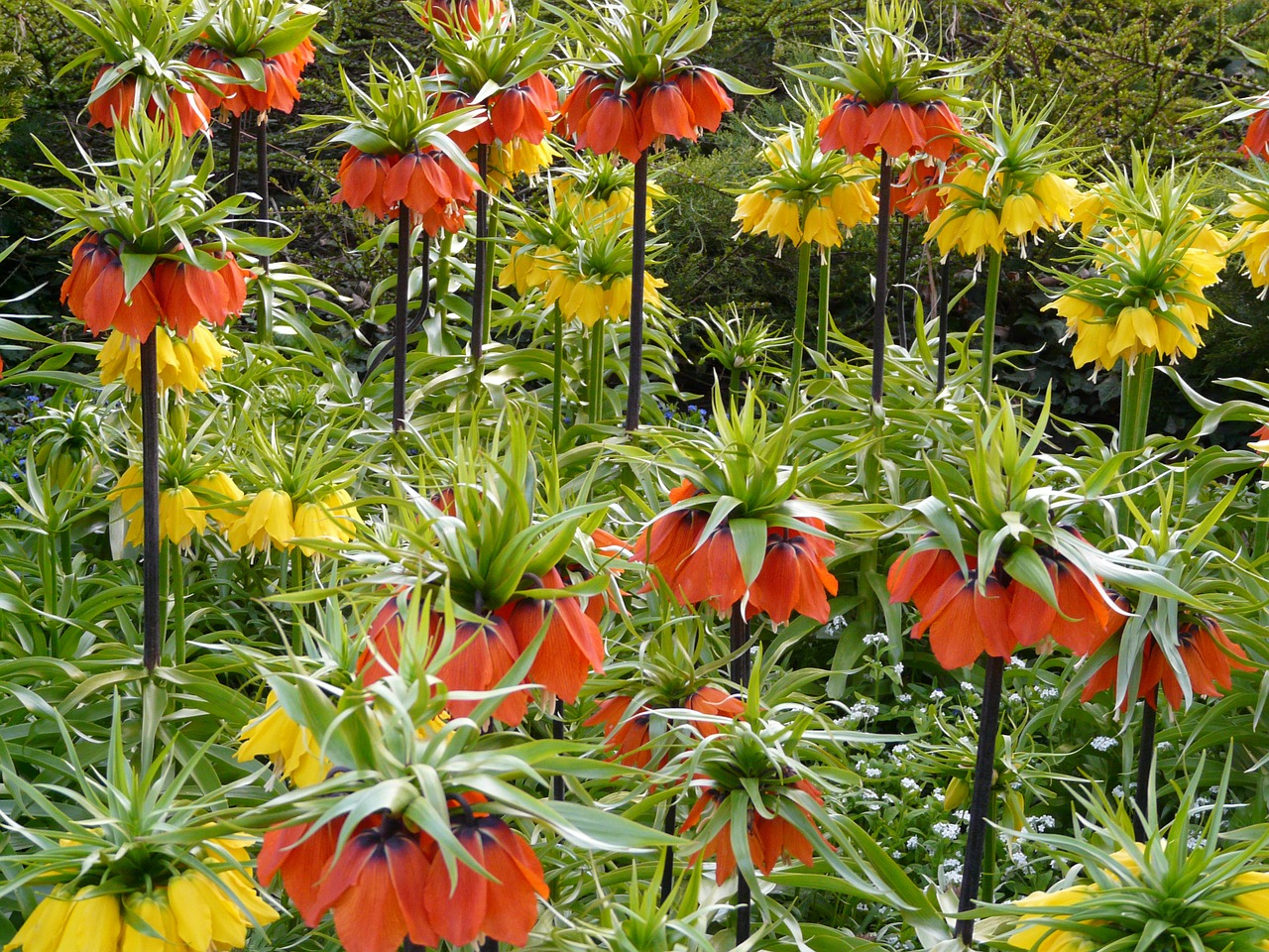 Fritillaria