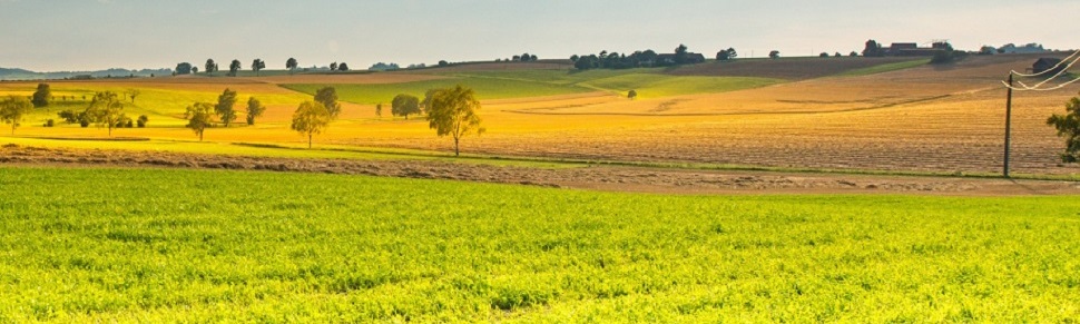 Grass seed and Forage seed Grass seed and Forage seed