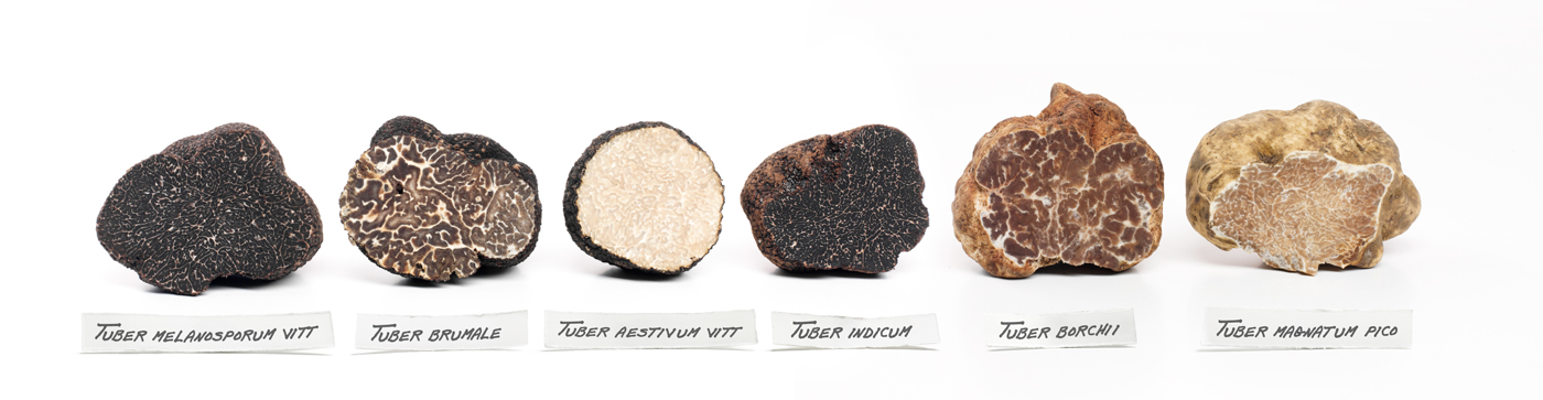 Piante da tartufo