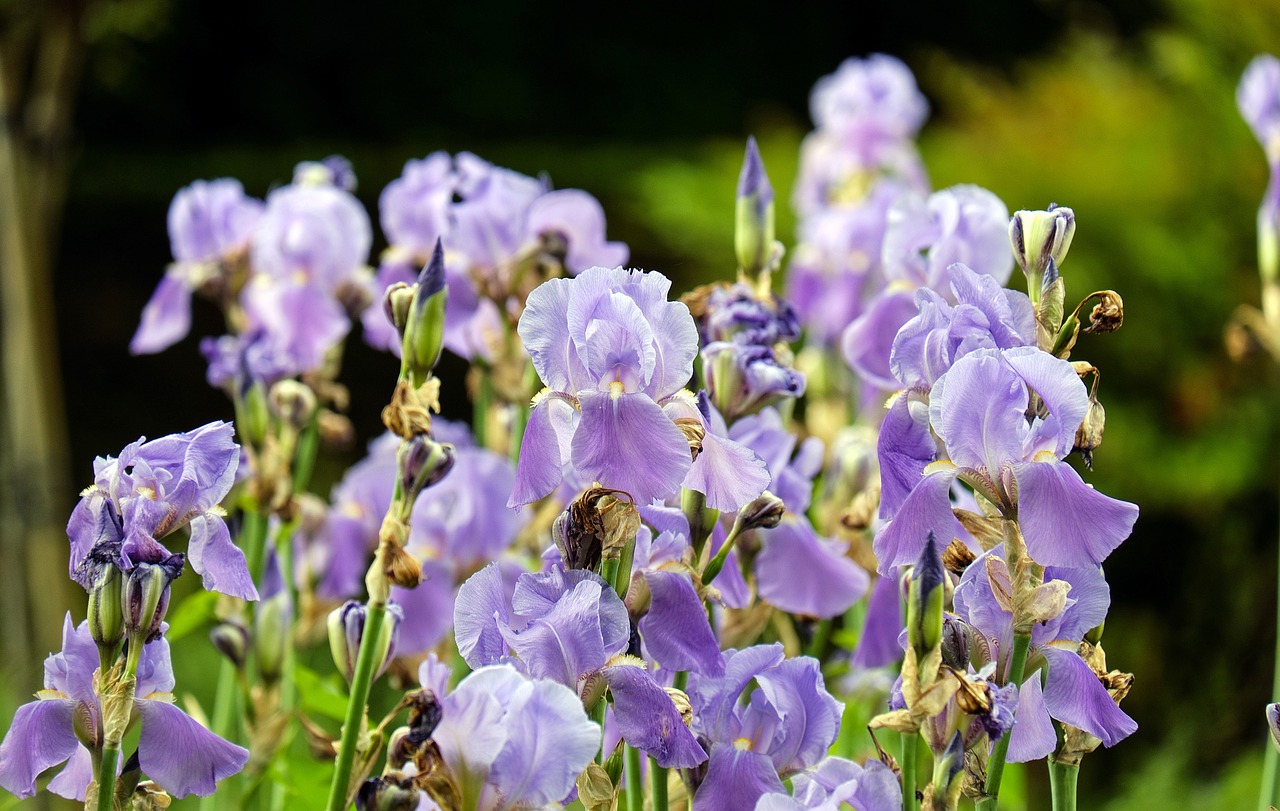 Iris Iris