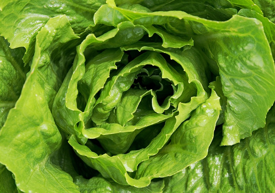 Lattughe Lattughe