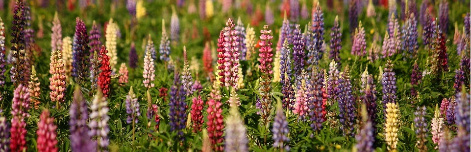 Lupins
