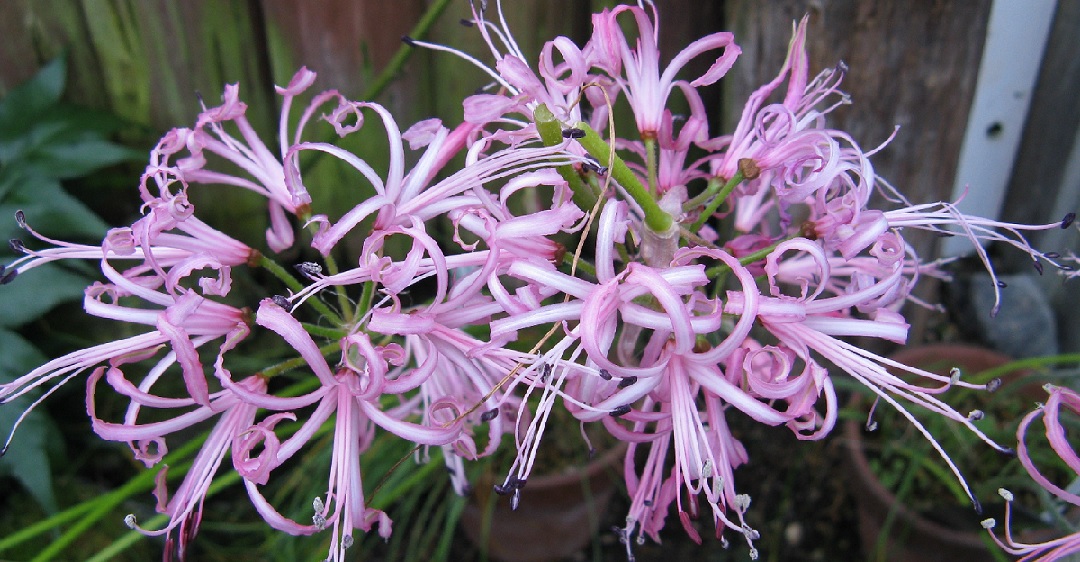 Nerine