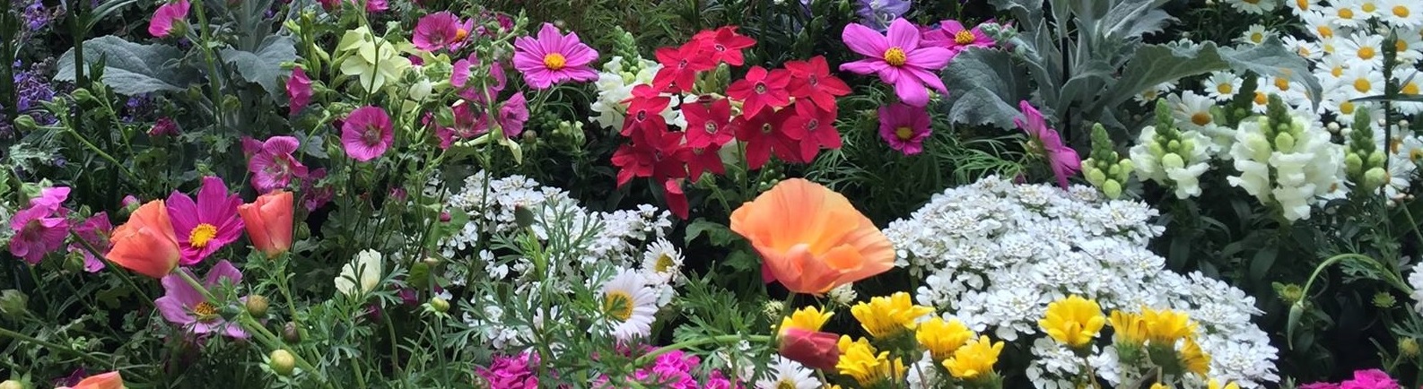 Fiori Fiori