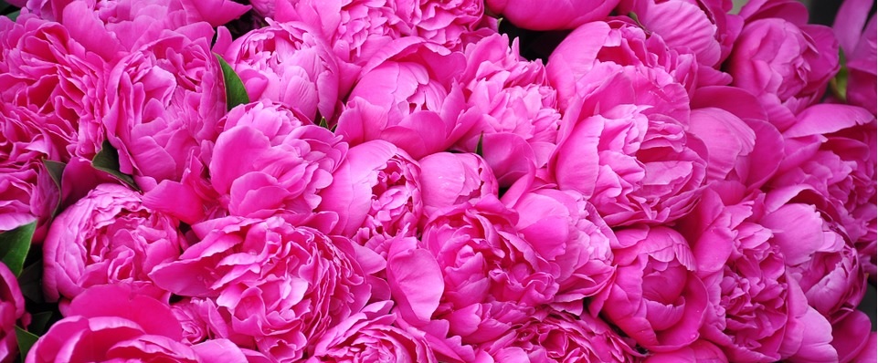Herbaceous Peonies