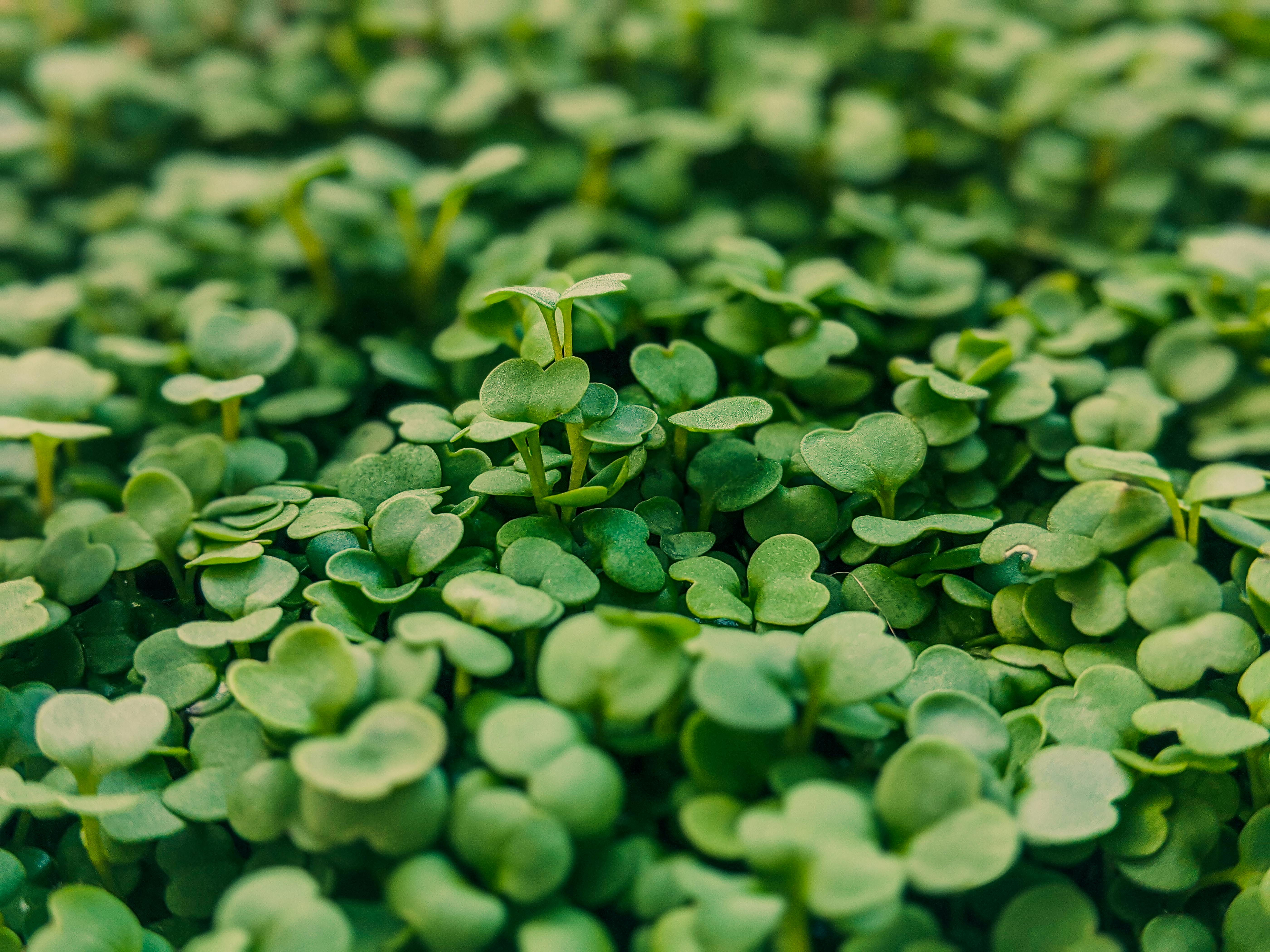 Semi per Microgreens