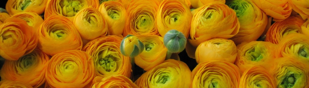 Ranunculus