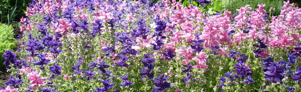 Novità fiori
