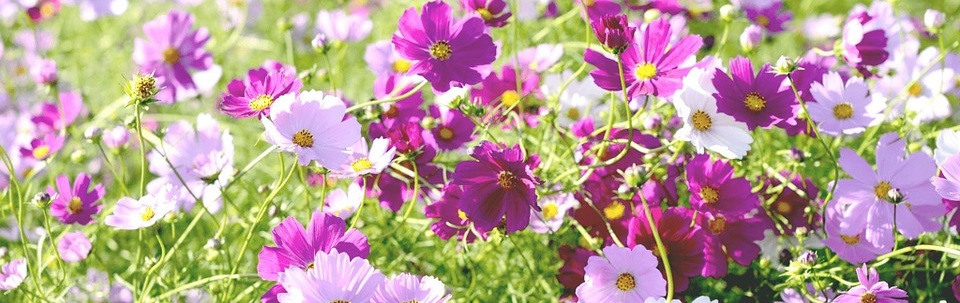 Sementi da fiore Sementi da fiore