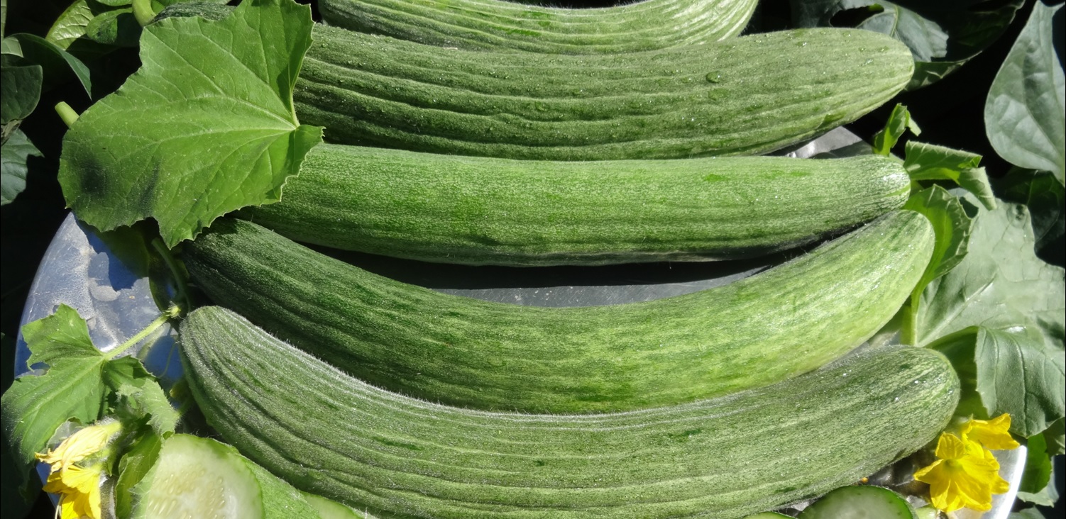 Carosello e tortarello Carosello e tortarello