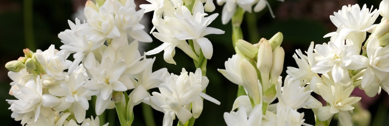Tuberosa