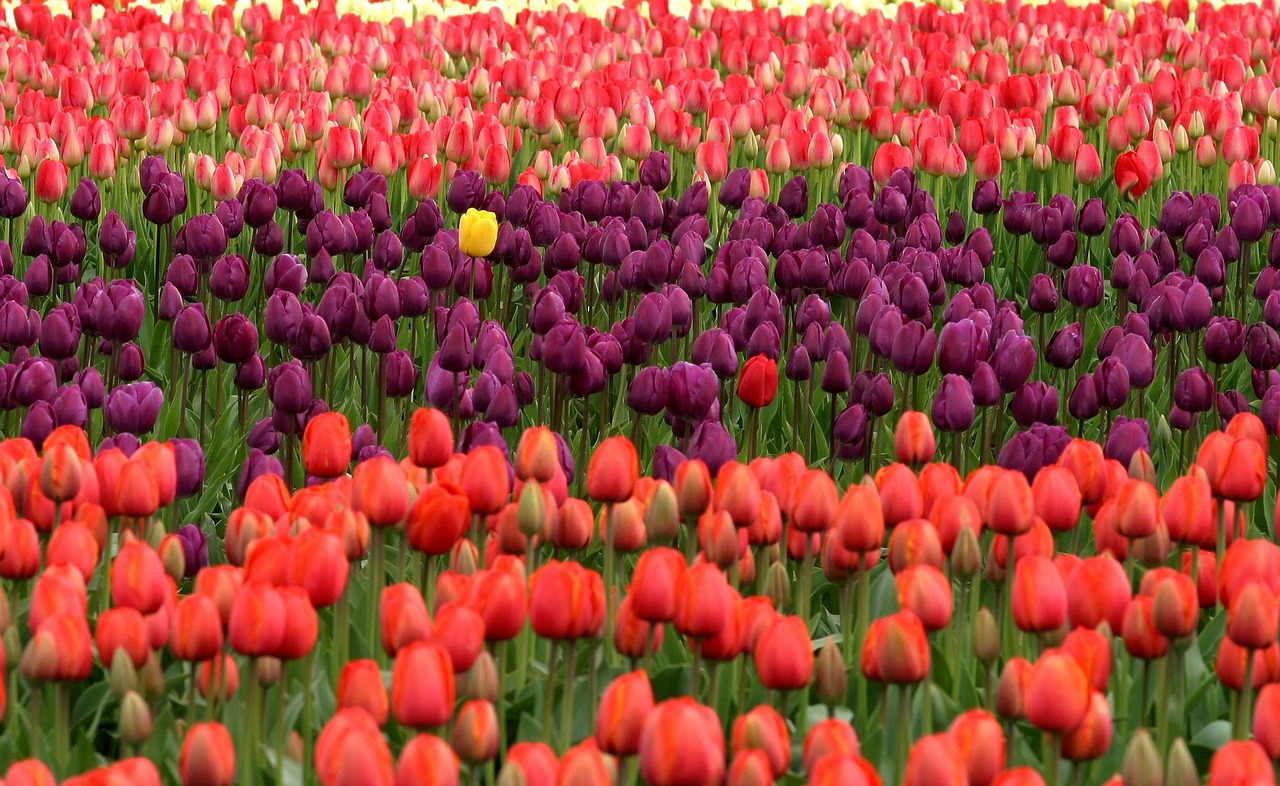 Tulipani