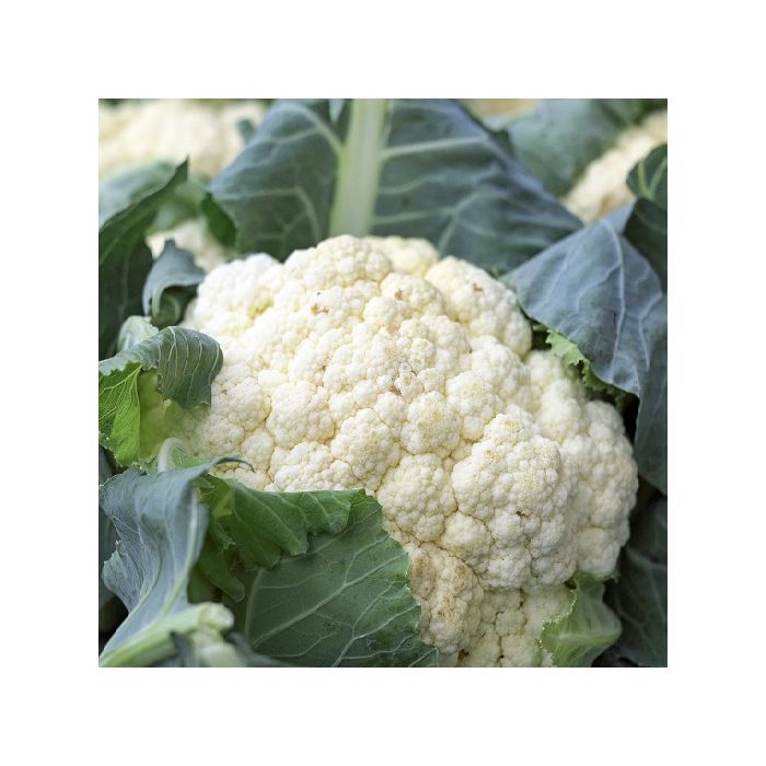 cavolfiore ingegnoli quattro stagioni