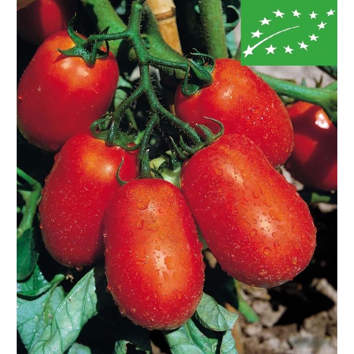San marzano nano BIO