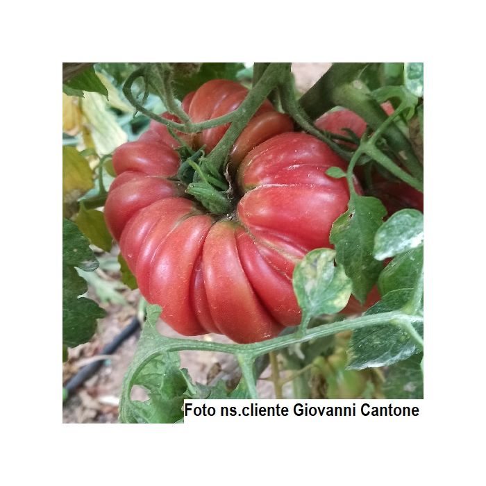 pomodoro costoluto gigante su pianta verde pomodoro costoluto gigante su pianta verde