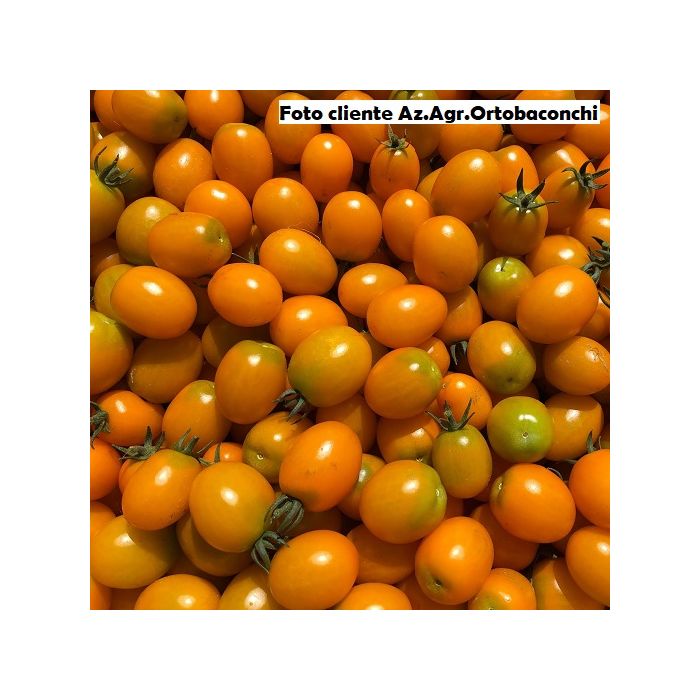 pomodorini arancioni ingegnoli
pomodorini arancioni ingegnoli