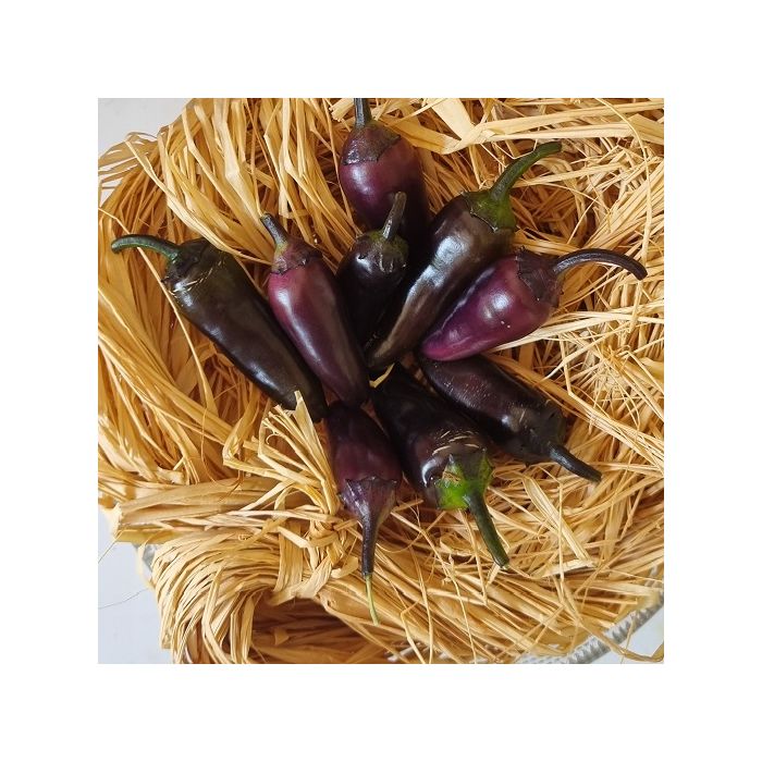 peperoncino nero ingegnoli peperoncino nero ingegnoli