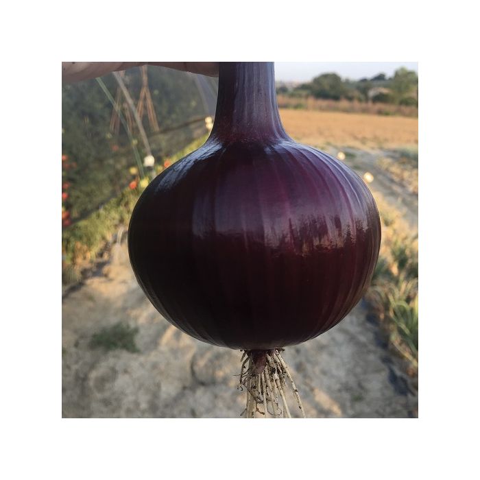 bulbo di grossa cipolla rossa su sfondo agricolo