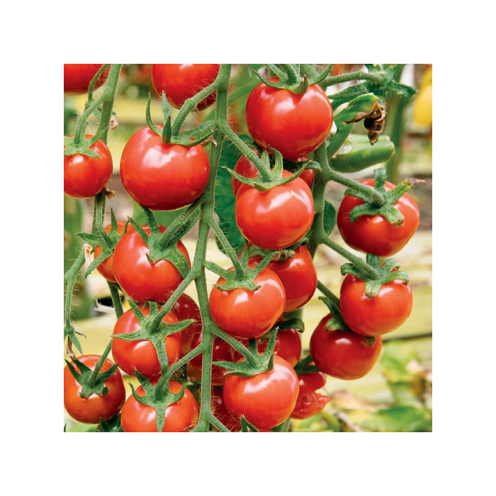 pomodorino bonbonyto ingegnoli pomodorino bonbonyto ingegnoli