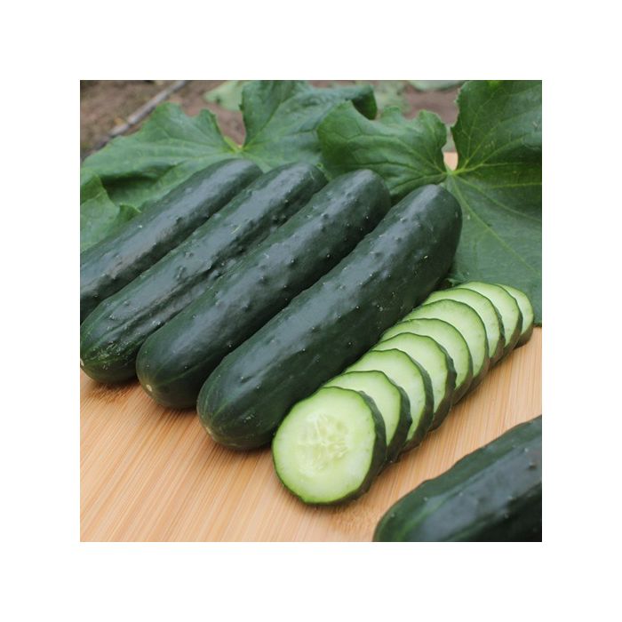 cetriolo verde cetriolo verde